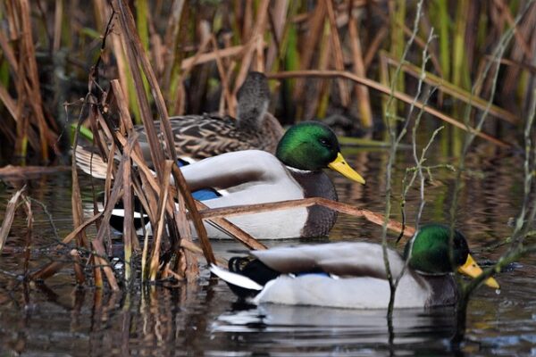 Fra begynder til mester: Krydsordsgeniets hemmelige greb