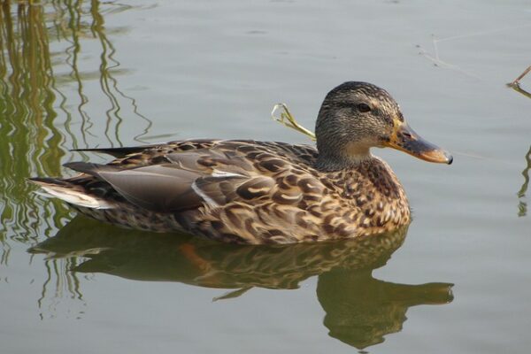 Hurtigere løsninger: Bliv lynhurtig til krydsord med disse tips