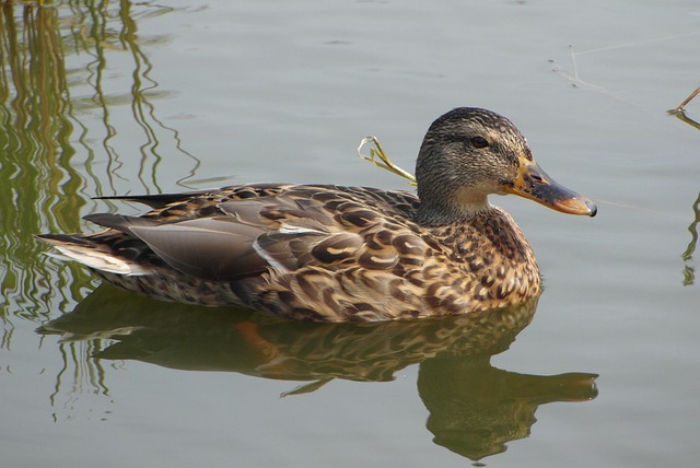 Hurtigere løsninger: Bliv lynhurtig til krydsord med disse tips