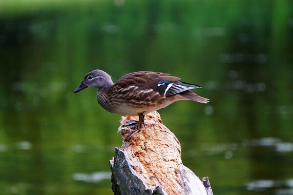 Sådan knækker du koden: 7 tips til at løse krydsord som en ekspert
