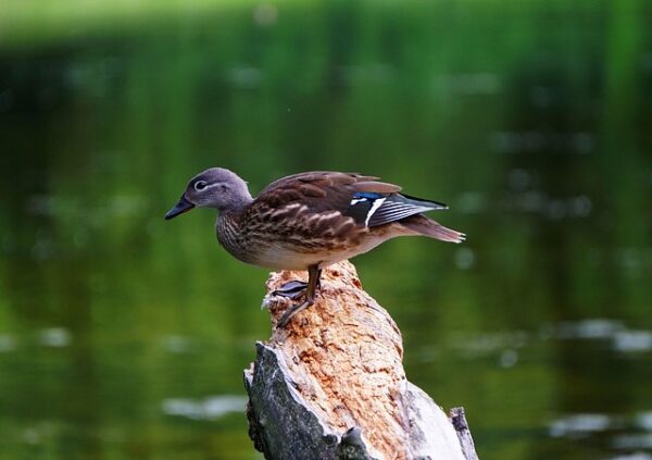 Sådan knækker du koden: 7 tips til at løse krydsord som en ekspert