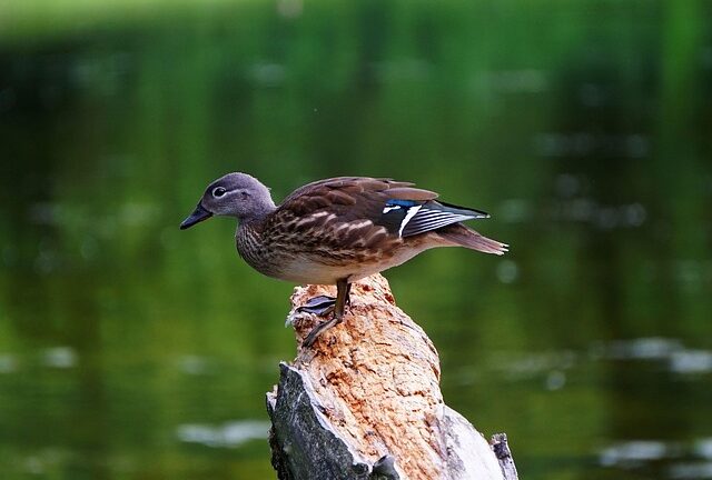 Sådan knækker du koden: 7 tips til at løse krydsord som en ekspert