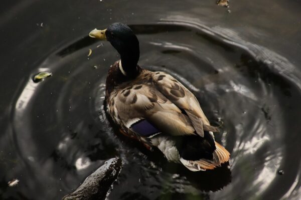 Krydsordshjælp på farten – mobilapps der løser dine problemer