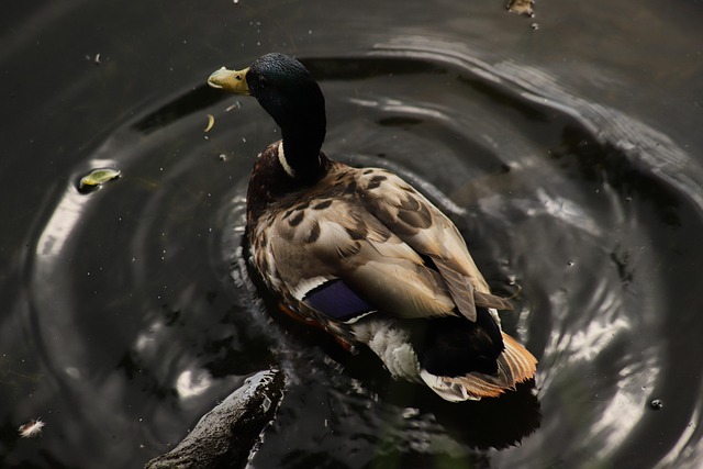 Krydsordshjælp på farten – mobilapps der løser dine problemer