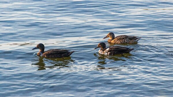Krydsordets fælder: Almindelige fejl og hvordan du undgår dem