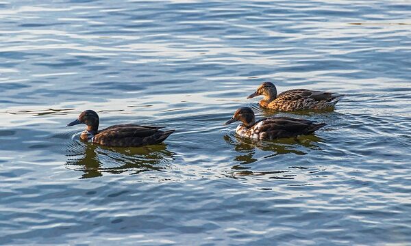 Krydsordets fælder: Almindelige fejl og hvordan du undgår dem